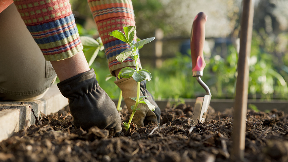 Gardening Is Good for You - Mindful by Sodexo